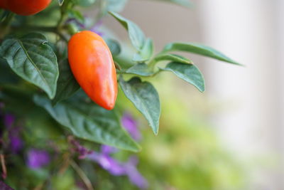 Close-up of  red pepper growing on plant