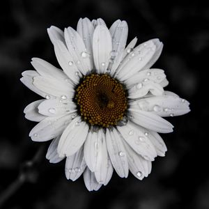 Close-up of wet flower