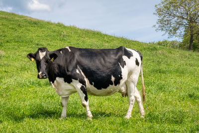 Cows standing in a field