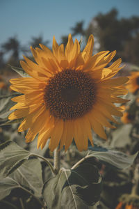 Close-up of sunflower