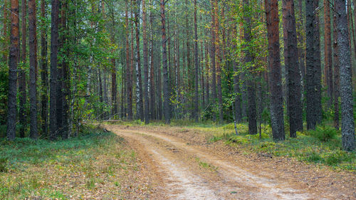 Dirt road amidst trees in forest