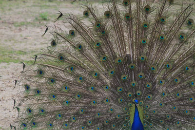 peacock