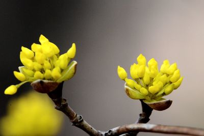 Close-up of yellow flower buds