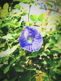 Close-up of purple flowering plant