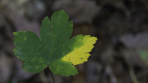 Close-up of fresh green leaf