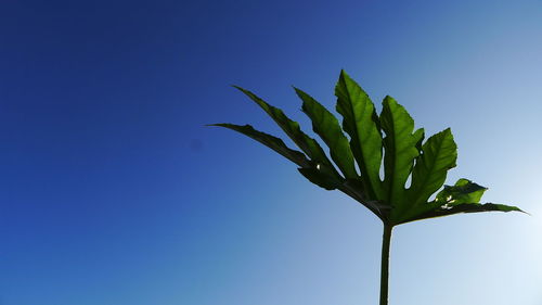 Low angle view of plant against clear blue sky