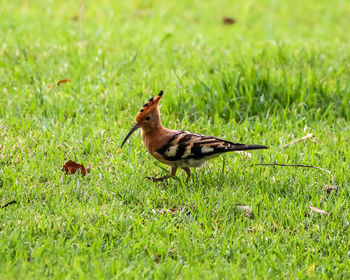 Side view of a bird on grass