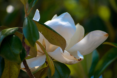 Close-up of white flowers blooming outdoors