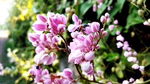 Close-up of pink flowering plant