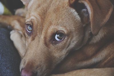 Close-up portrait of dog resting