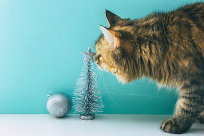 Close-up of cat against blue background