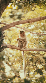 Monkey sitting on tree