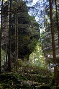 Low angle view of trees in forest