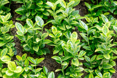 Close-up of green plants growing on field