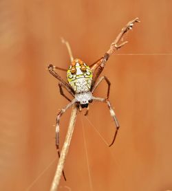 Close-up of spider