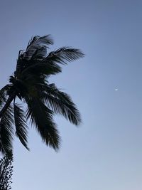 Low angle view of palm tree against clear blue sky