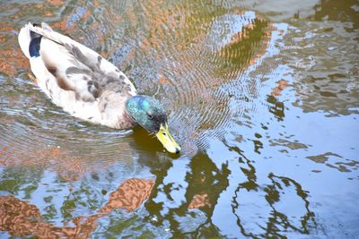 High angle view of birds in lake