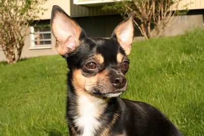 Close-up portrait of dog