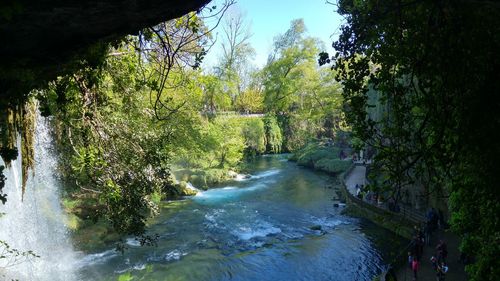 Scenic view of river amidst trees in forest