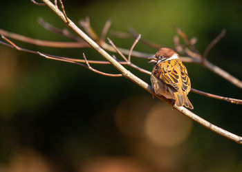 Close-up of bird perching on branch