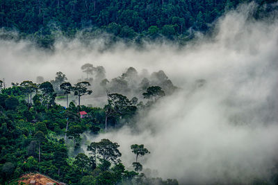 High angle view of trees on land