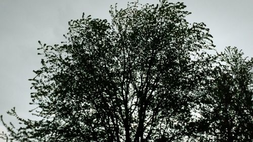 Low angle view of trees against sky