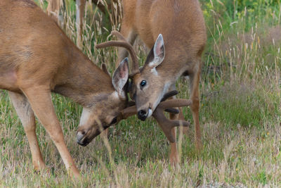 Side view of deer horn fighting