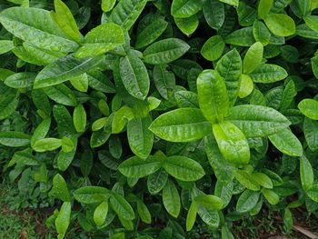 Full frame shot of wet leaves