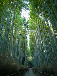 View of bamboo trees in forest