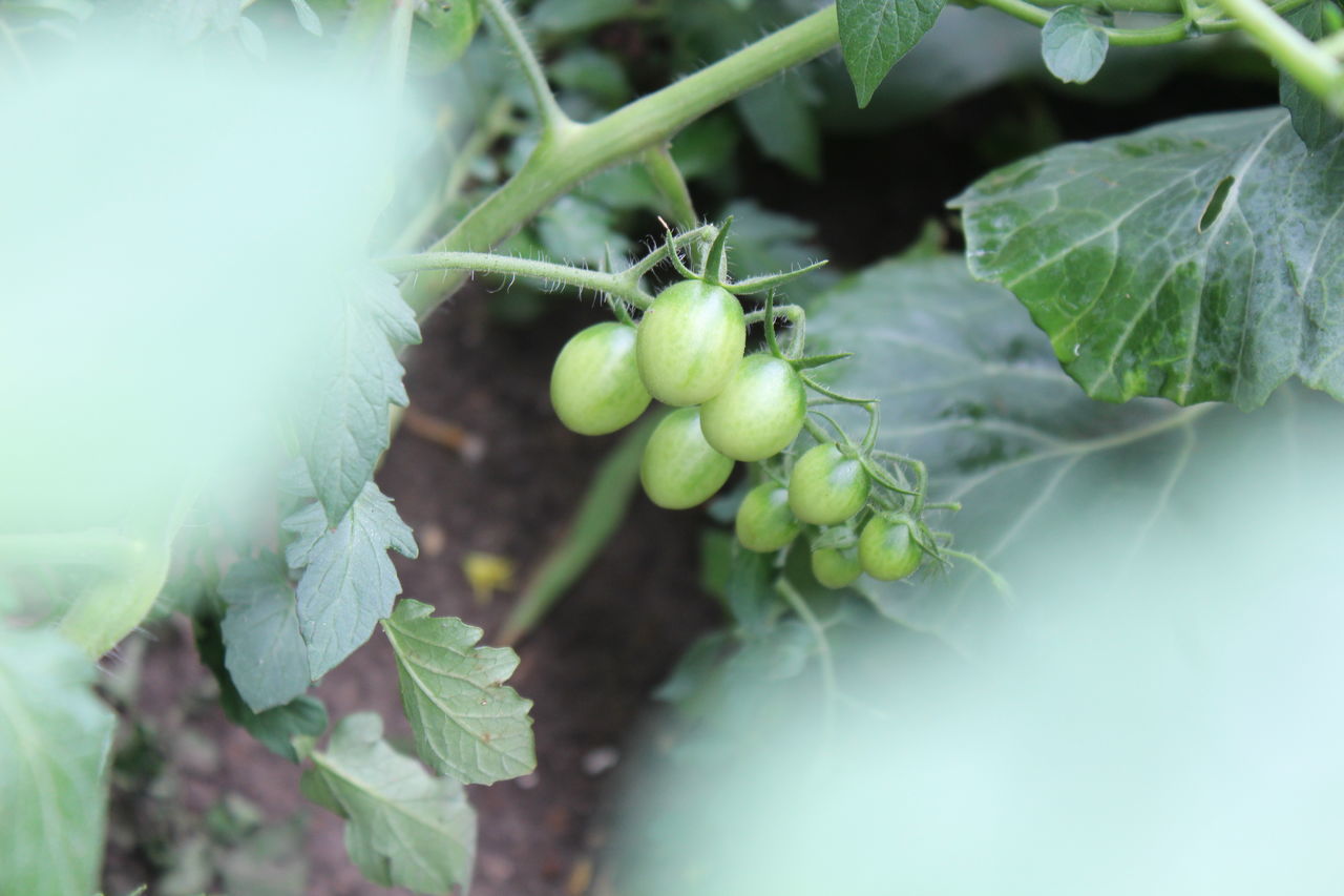 Wild urban garden