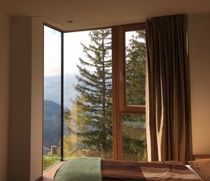 Trees seen through home window