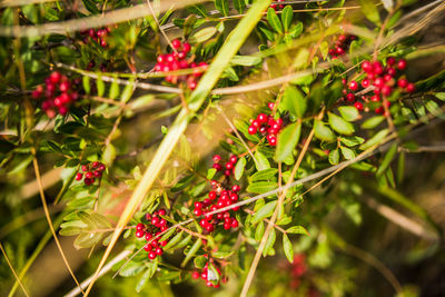 Red berries growing on plant