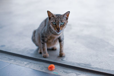 Portrait of cat sitting outdoors