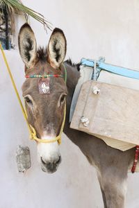 Portrait of donkey