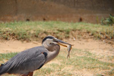 Close-up of a bird