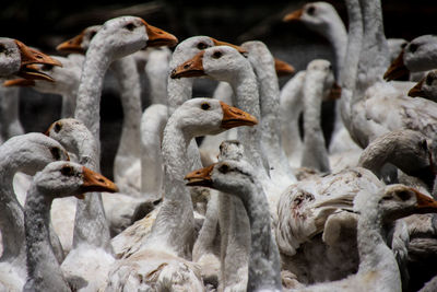 Flock of white geese in zoo