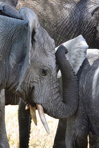 Close-up of elephant