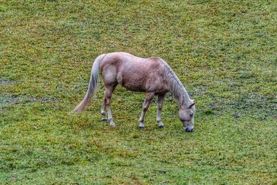 Horse grazing in a field