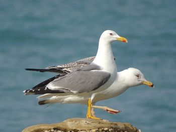 Seagull perching on a bird