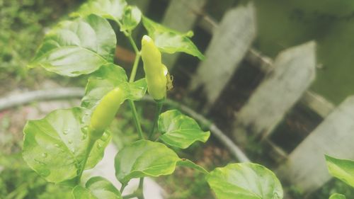 Close-up of fresh green plant