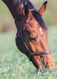 Close-up of a horse on field