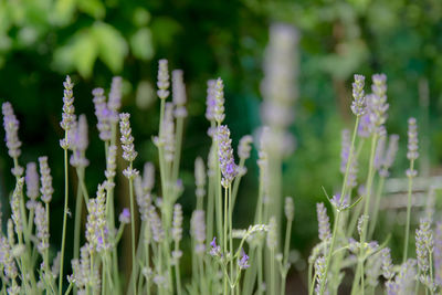 Close up of purple flowers blooming in field