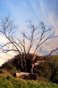 Bare tree on field against sky