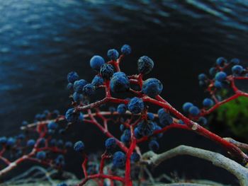 Close-up of plants in water