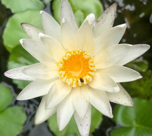 Close-up of yellow flower