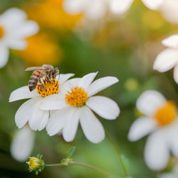 Close-up of bee pollinating on white flower