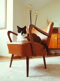 Cat sitting on chair at home