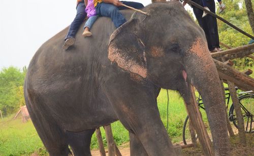 Close-up of elephant on land