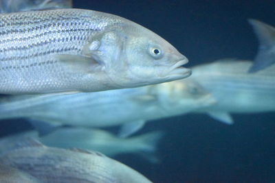 Close-up of fish