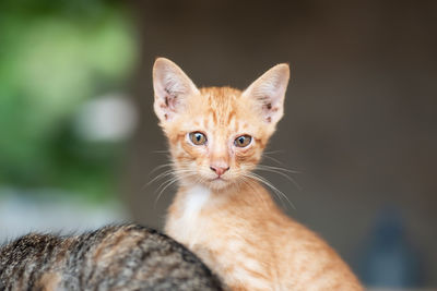 Close-up portrait of a kitten